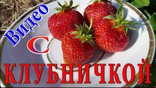 Клубника. Очень МНОГО! Секрет в мульче. Большая и вкусная Виктория.