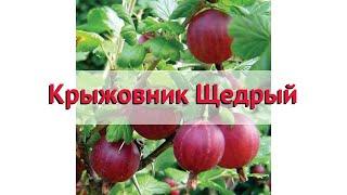 Крыжовник обыкновенный Щедрый  Обзор: посадка и уход. крупномеры крыжовника: описание и особенности