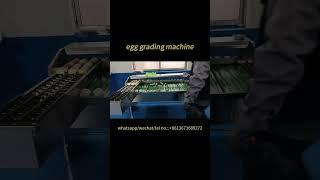 Automatic egg grader | How does egg grading equipment work? #egggrader #eggmachine #egg