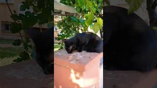 Catnap Chronicles: The Hilarious Dreams of Kittens