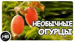 Необычные Огурцы со Всего Мира, которые Вы Увидите Впервые в Жизни