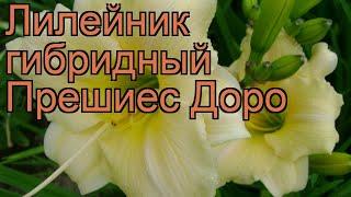 Лилейник гибридный Прешиес Доро (hemerocallis)  обзор: как сажать, рассада лилейника Прешиес Доро