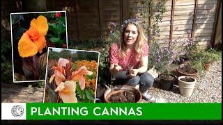 How to plant Cannas (rhizomes/bulbs) - FarmerGracy.co.uk