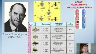 Дигибридное скрещивание: сцепление генов. Биология 10 класс.