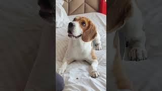 Are Beagles Easy to Train?