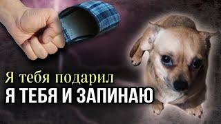 Мужчина запинал и выпер из дома Чихуахуа, которого сам же подарил жене 