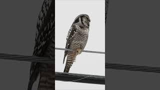 Transformer owl