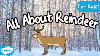 All About Reindeer for Kids | Caribou for kids