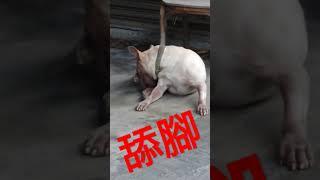 狗狗愛是舔腳