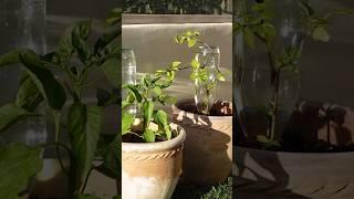 The trick to keeping your plants alive during summer  #diyprojects #gardeningtips #gardenplants