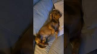 Mini Dachshund’s Cozy Friday Night Vibes  | Cutest Dog Chill Ever! #shorts #dachshund