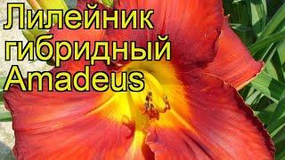 Лилейник гибридный Амадеус. Краткий обзор, описание характеристик hemerocallis Amadeus