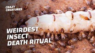 Why Termites Lick Their Own Queens to Death