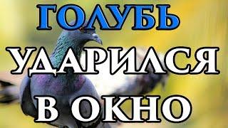 Если голубь ударился в окно и улетел - примета  - Маг Fose