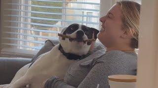 Laugh Out Loud With The Top 2025 Funniest Pet Videos!