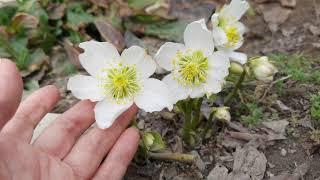 05.04.2021. Морозник черный  (Helleborus niger) или ботаники шутят.