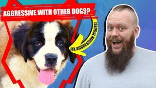 How To Train Aggressive SAINT BERNARD