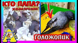 НОВЫЙ ПИТОМЕЦ / СПАСЕНИЕ / КТО ПАПА ХОМЯЧАТ? / КАК РОСТУТ ХОМКИ? / Alisa Easy Pets