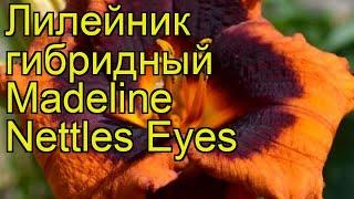 Лилейник гибридный Маделин Неттлз Айс. Краткий обзор, описание hemerocallis Madeline Nettles Eyes