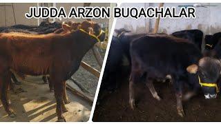 PULI ARZON BUQACHALAR SOTUVDA#mol #qoybozor #cow #hokiz #buqaboqish #buqalar #molbozor #qoy #bozor