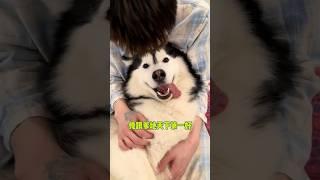 愛與不愛真的好明顯 #哈士奇 #狗狗的心思都写在脸上了