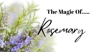 The Magic of Rosemary || Magical & Medicinal Uses