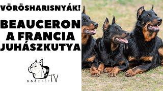 Vörösharisnyák - a BEAUCERON - Francia Juhászkutya!  DogCast TV!