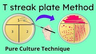 T streak plate method of isolation | Part 2