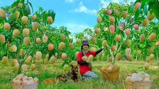 Harvesting Pink Mango Goes To Market Sell - Processing Dried Fish Mango Salad | Tieu Lien