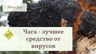 Дедовский способ против коронавируса- гриб Чага. Как заготавливается Чага в магазине ФитоДар.