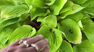 Hosta 'Fire Island' | Garden Crossings