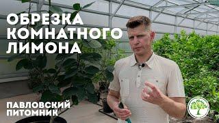 Обрезка комнатного лимона: пошаговая инструкция от Павловского питомника