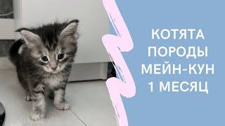 Котята Мейн Кун 1 месяц.