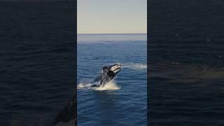 Humpback whale Jumping & Diving in the  open sea.