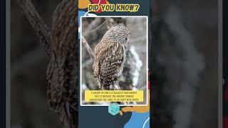 The Parliament of Owls #interestingfacts #wildlife #shorts #kidslearning
