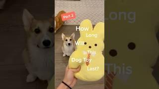 How long will this dog toy last? Part 2 | #doglife #corgis #puppylife #summeronshorts #dogtoys