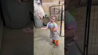 Those pregnant mares don’t understand the assignment #horse #farming #horsegirl #equestrian