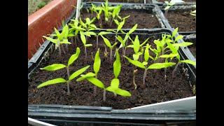 Erreurs à éviter lors d'un semis de tomates anciennes