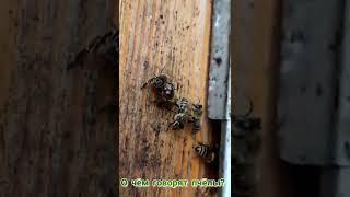 О чём говорят пчёлы? (What do the bees say?)