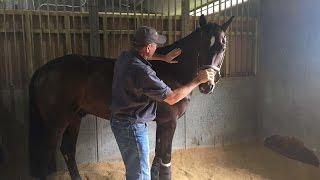 Horse Massage:  Jim Masterson's Webinar on "Mystery Lamness" on Horses