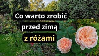 Zrób koniecznie teraz ten zabieg a róże lepiej przezimują, rabaty różane jesienią