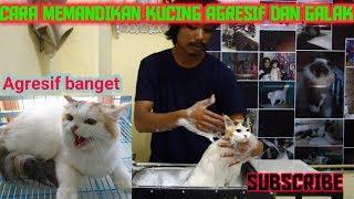 Cara memandikan kucing AGRESIF DAN GALAK yang ngegigit dan nyakar