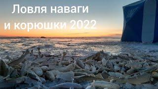 Ловля корюшки и наваги зимой 2022. Рыбалка на Татарском проливе зимой 2022.