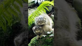 Pallas’s cat kittens at LaTorbiera, Italy! #manul #pallascat