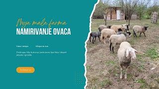 NAMIRIVANJE OVACA NA MOJOJ MALOJ FARMI