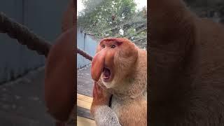 #Long Nose Monkeys #Animal Confusing Behavior #Amazing Animals in Jitterbug #Changlong Safari #Come