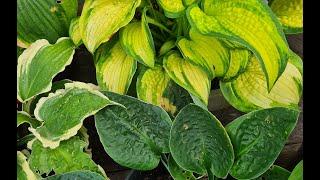 Хосты жaбки I Коллекция хост #julia_i_sad #2024 #collection #hostas #bayern #plants #garden #обзор