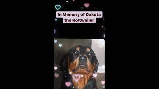 In Memory of Dakota the Rottweiler