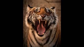 Tiger Growling and Snarling Sounds - 1 Hour (Ambient, White-noise, ASMR, Meditation)