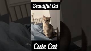 Beautiful Cat ‍⬛ #beautiful #cat #animal #blogr #viralshorts #videoshort #viral #shorts